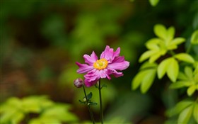 Simple pink flower