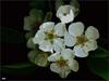 Pear Blossoms by: Graypony