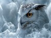 Snow Owl by: Sed