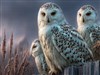 Owl Family