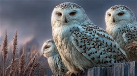 Owl Family