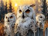 I Am Owl