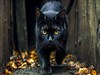 Prowler