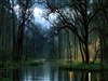 Harris Creek by: Sed