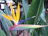 Bird Of Paradise