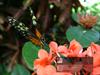 Butterfly by: DocX