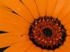 FlowerTimelapse by: wiro