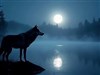 A wolf around a lake