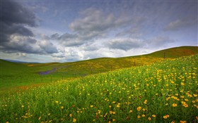 Wildflowers