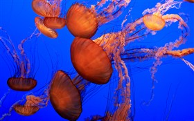 Jellyfish-Sea nettle