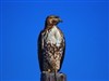 RedTailed Hawk by: ernie leo