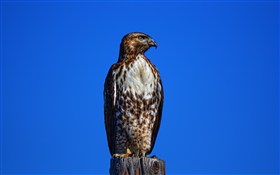 RedTailed Hawk