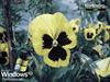 Flower by: Rasoul84