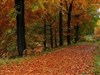 Fall Road by: Fuzzy Logic