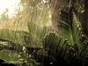 Jungle Rain by: Dslv