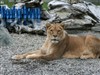 Lion Stare by: WeatherBound