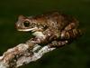 TropicalFrogs by: warreni