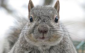 Squirrel