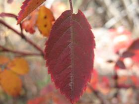 Fall Colors