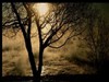 sun in the trees by: loukeeya