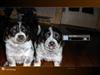 Cute Puppies