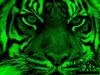 Tigr XP Special Edition by: cLoUDcAT