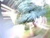 Electric Tree by: wallflower_photographer