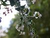 Leaves and Flowers