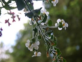 Leaves and Flowers