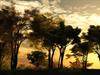 Rising sun in the forest by: philmar83
