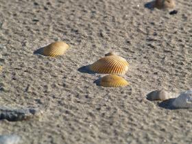 Seashells