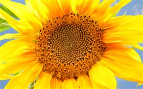 Sunflower 3