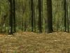 3D Forest by: mikethedj4