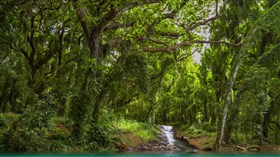 Hawaiian Forest Waterfall