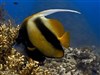 Bannerfish Coral Polyp