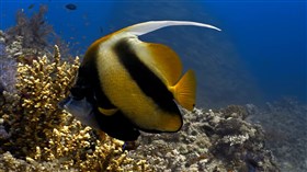 Bannerfish Coral Polyp