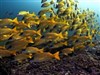 Beautiful Blue and Yellow Fish