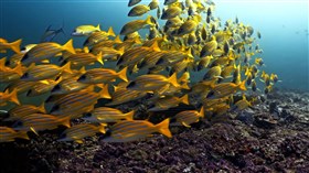 Beautiful Blue and Yellow Fish