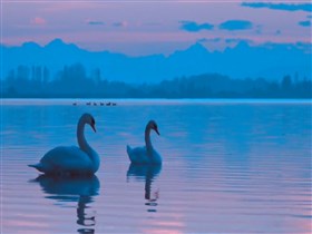 Sunset_Swans