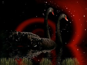 Black_Swans