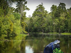 Blue_Gator_Bayou