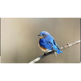 Eastern Blue Bird