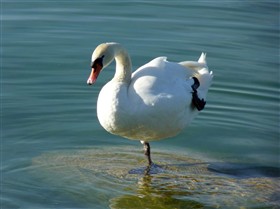 Swan Lake