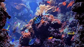 Coral Reef