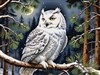 4K Snow Owl