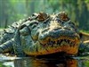 4K Crocodile
