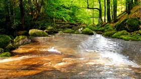 Green Forest Stream