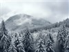 4K Winter Forest by: AzDude