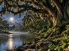 4K River Trees by: AzDude
