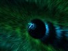 Peacock feathers by: teddybearcholla